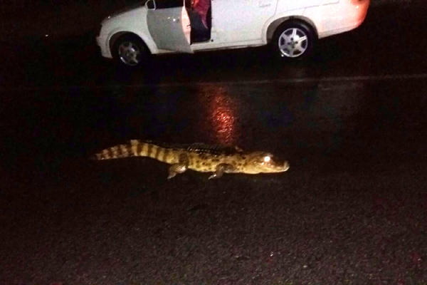 Após atropelado, jacaré é resgatado na BR&nbsp;304