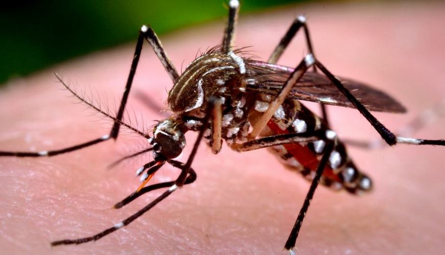 Calor e chuva, ambiente ideal para o Aedes&nbsp;aegypti