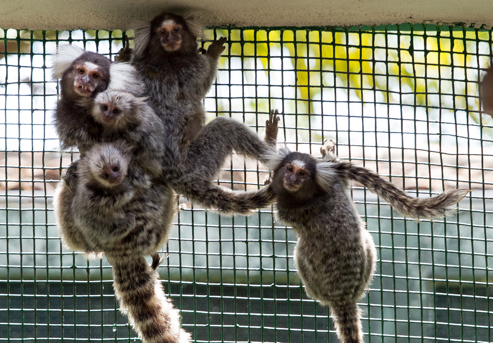 Estudo com saguis abre portas para pesquisas sobre depressão&nbsp;humana
