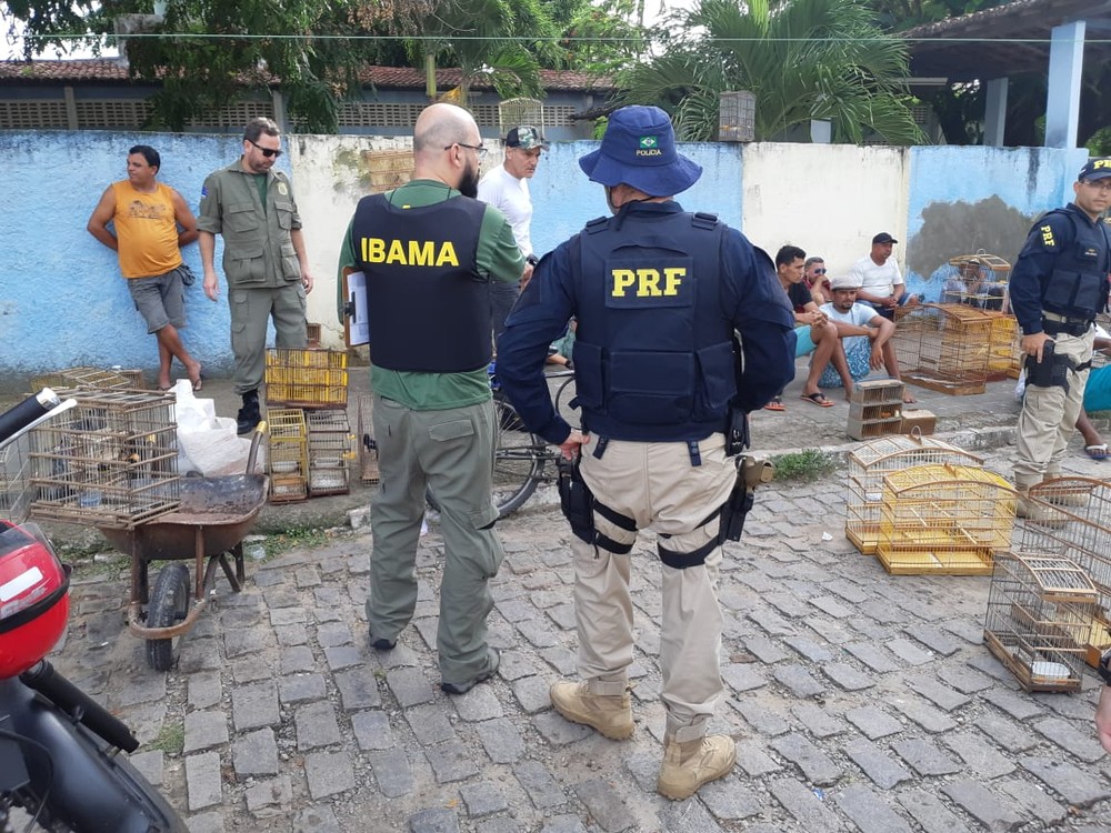 Operação: aves silvestres foram apreendidas na feira deste sábado&nbsp;(11)