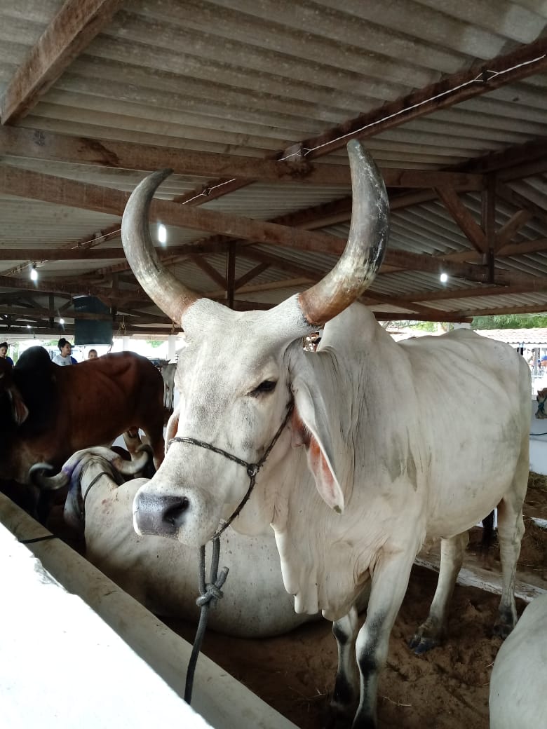 IDIARN inicia vacinação contra a febre aftosa no Rio Grande do&nbsp;Norte