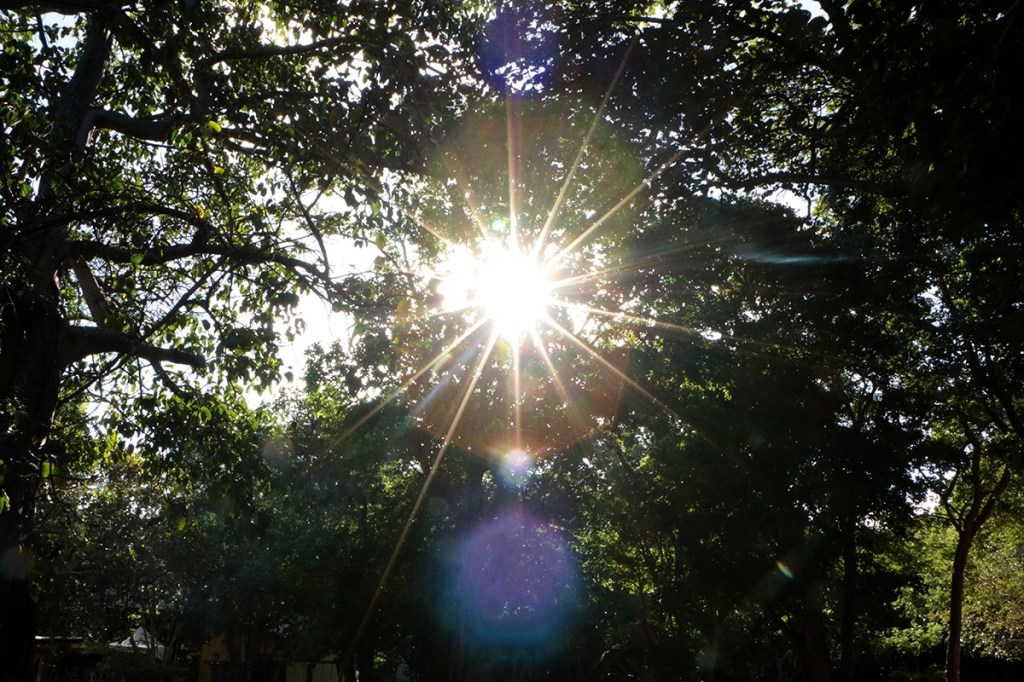 Lançado Prêmio Pau Brasil durante abertura da Semana Estadual do Meio&nbsp;Ambiente