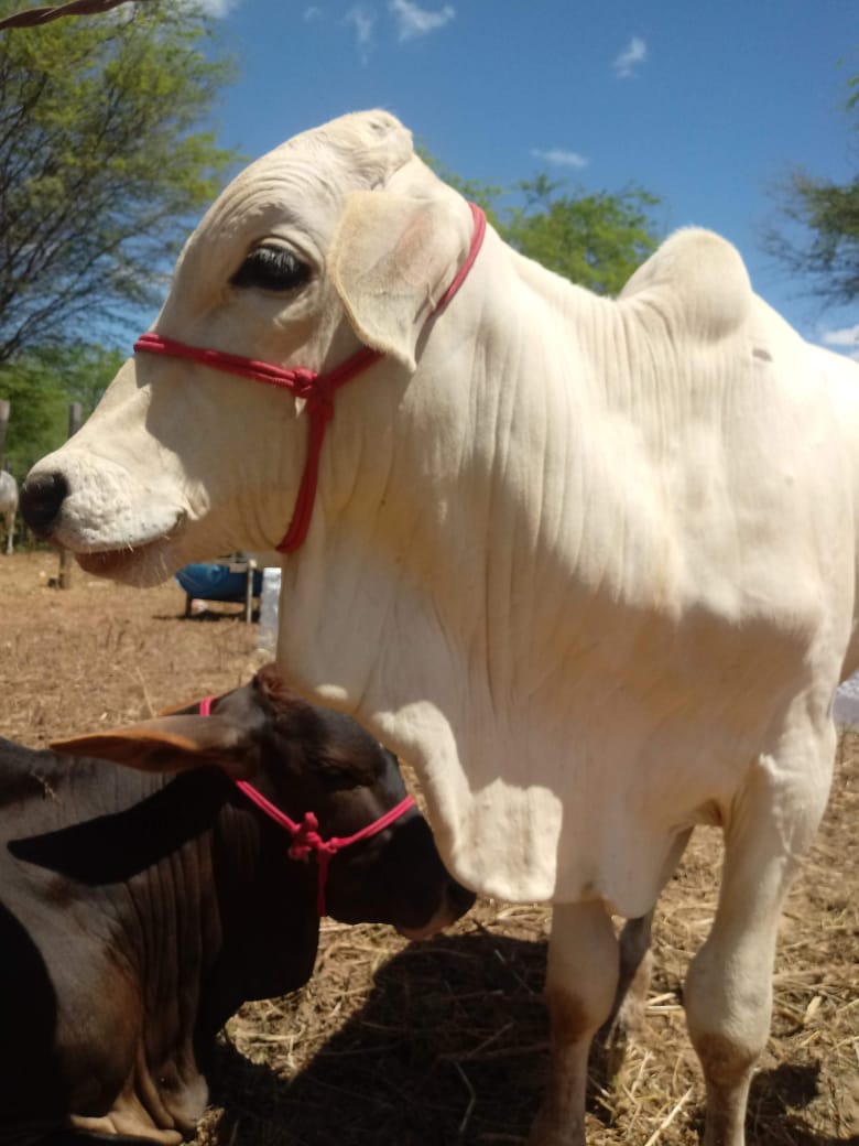 IDIARN lança segunda etapa da campanha contra febre&nbsp;aftosa