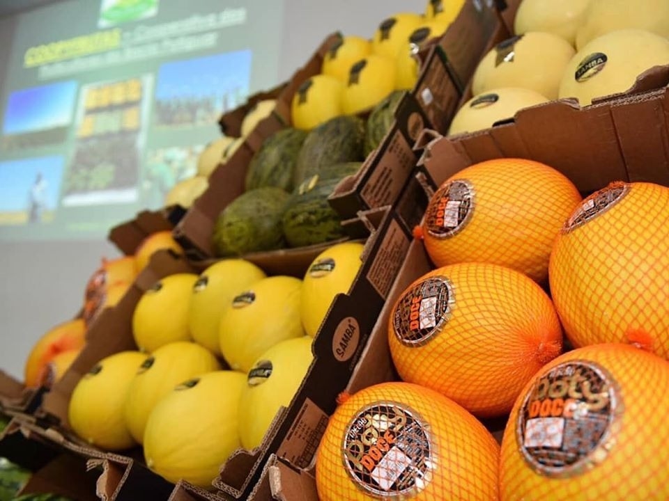 Brasil fecha acordo e melão produzido no Rio Grande do Norte pode ser exportado para a&nbsp;China