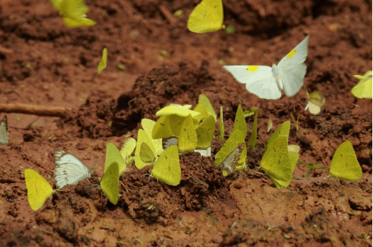Pesquisa ganha financiamento para avanços em descoberta que beneficia diversas&nbsp;áreas