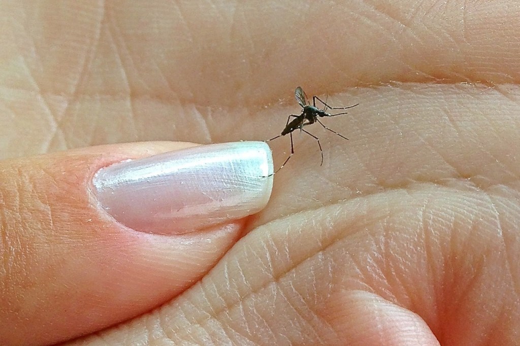 Pesquisador alerta sobre casos de chikungunya durante&nbsp;pandemia