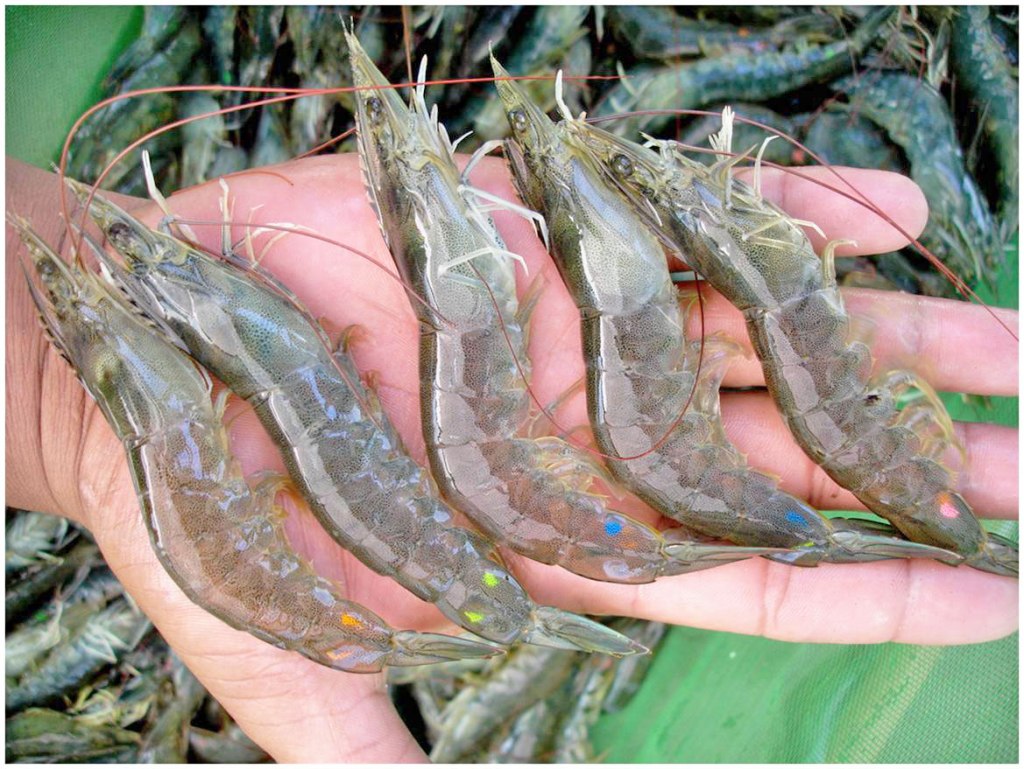 Carcinicultura será beneficiada com criação de&nbsp;startup