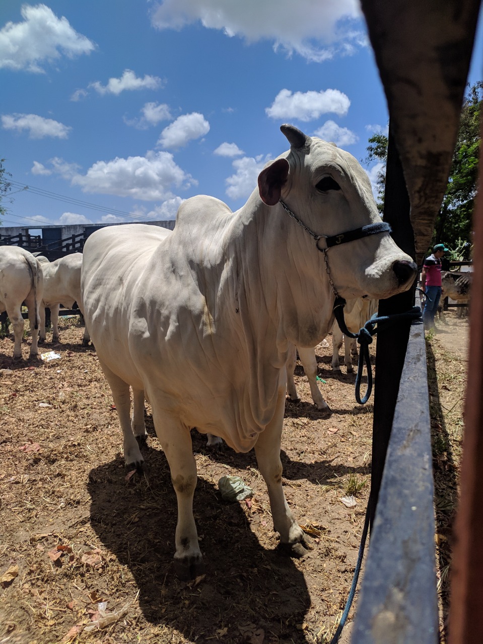 IDIARN iniciará bloqueio do trânsito animal para inadimplentes da&nbsp;Brucelose
