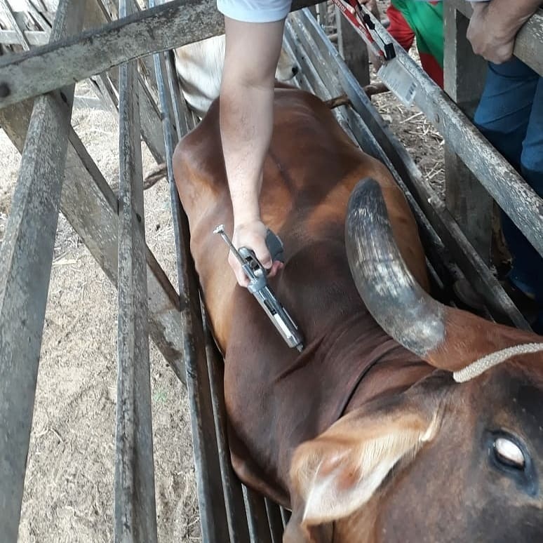 Febre aftosa: campanha de vacinação imuniza 94,34% do rebanho no RN 