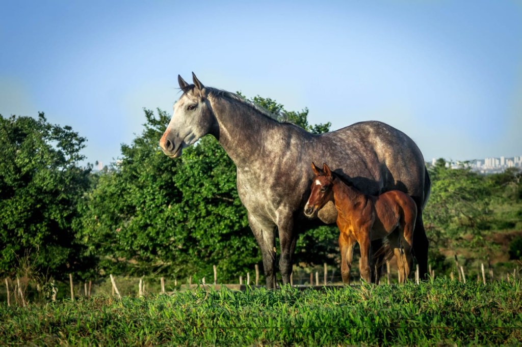 Leite equino na nutrição&nbsp;humana