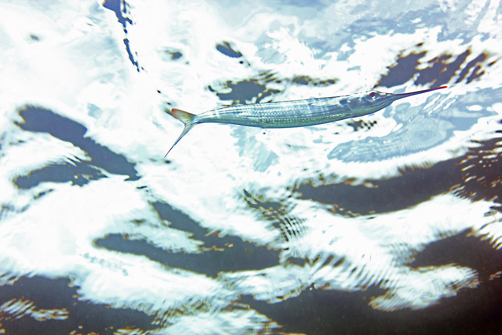 Degradação causada por ação humana ameaça espécies de&nbsp;peixe