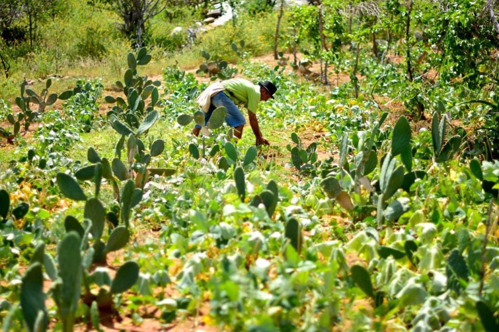 Escola Agrícola de Jundiaí é premiada em Congresso&nbsp;Internacional