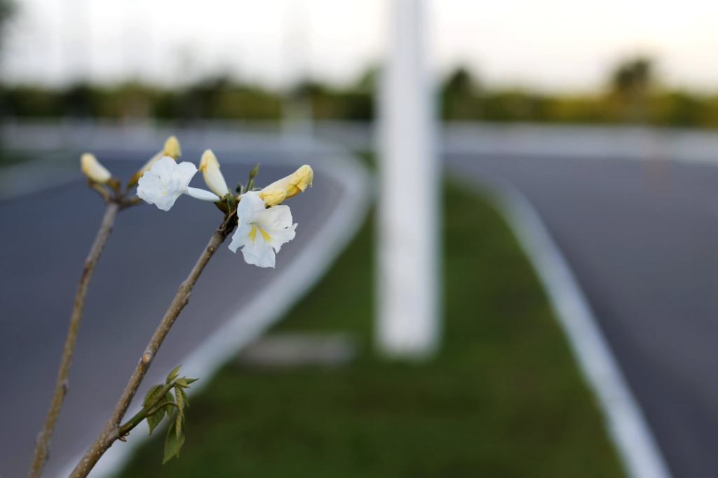 “Os homens cultivam cinco mil rosas num mesmo jardim e não encontram o que&nbsp;procuram”