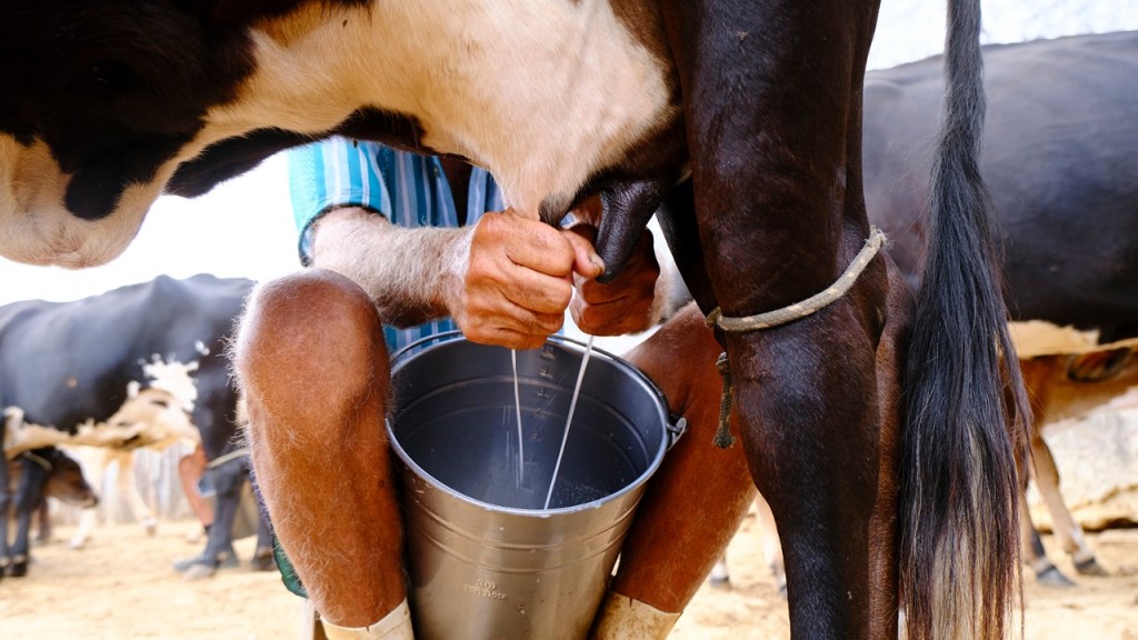 Benefícios do colostro bovino são investigados pela EAJ e&nbsp;Facisa