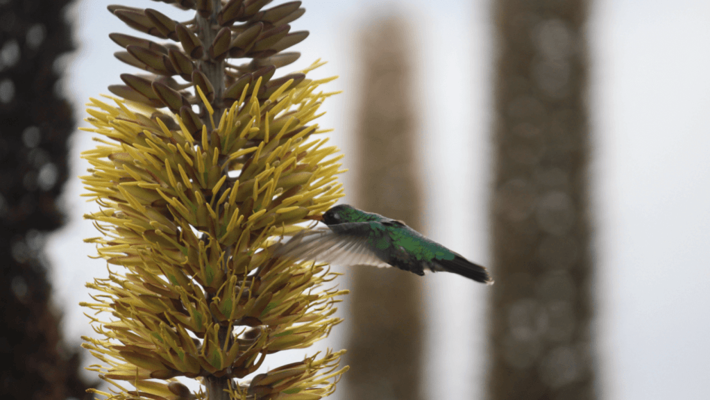 Bromélia rupícola é espécie-chave para garantir a biodiversidade do semiárido brasileiro, mostra&nbsp;estudo