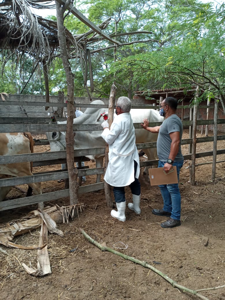 Campanha de Vacinação contra Febre Aftosa no Rio Grande do Norte prossegue até quinta-feira, 15 de&nbsp;julho