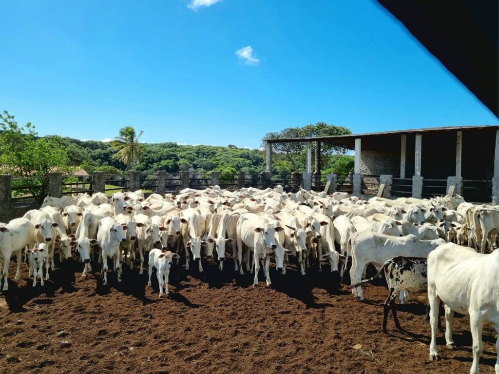 IDIARN prorroga primeira etapa da campanha de vacinação contra a febre aftosa até 15 de&nbsp;julho