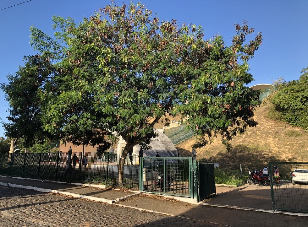 Semurb promove ação para conscientizar população sobre remoção de plantas exóticas do Parque da Cidade, em&nbsp;Natal