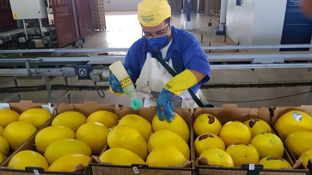 Rio Grande do Norte pode triplicar exportação de melão para o Chile; acordo é renovado&nbsp;anualmente