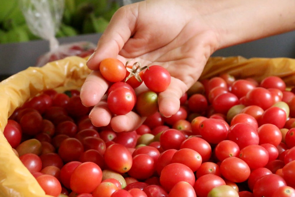 RN amplia investimentos na agricultura familiar; montante de R$ 13,4 milhões será investido nos próximos três&nbsp;meses