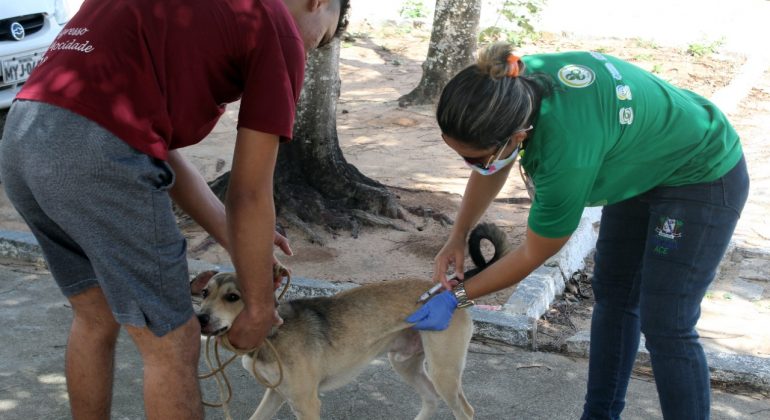 Macaíba realiza “Dia D” de vacinação antirrábica neste sábado (02);  objetivo é intensificar a imunização de cães e&nbsp;gatos