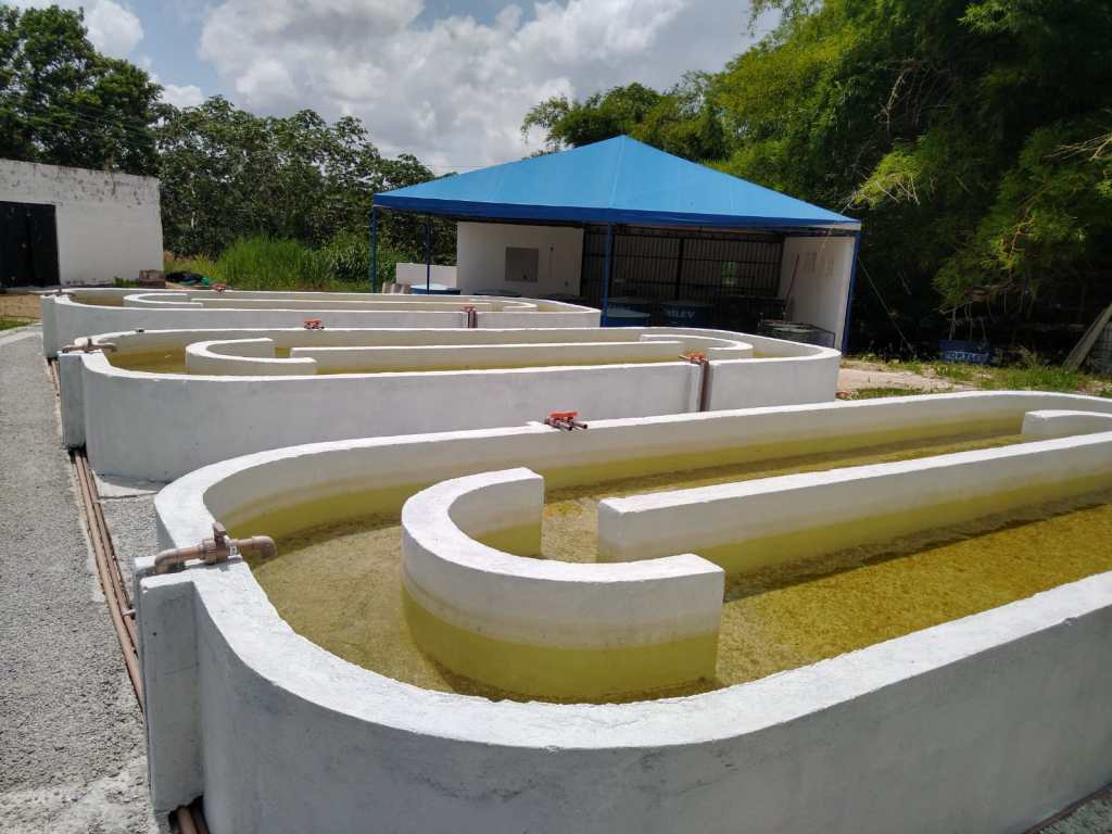 Produção de Spirulina e Chlorella se intensificam na pandemia e projeto da Escola Agrícola de Jundiaí estuda melhorias nos seus&nbsp;cultivos