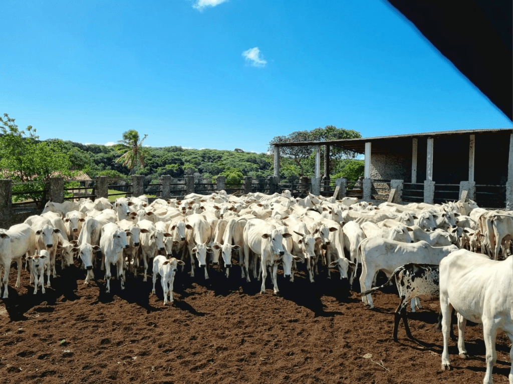 Febre aftosa: segunda etapa da campanha de vacinação obrigatória acontece no mês de novembro 