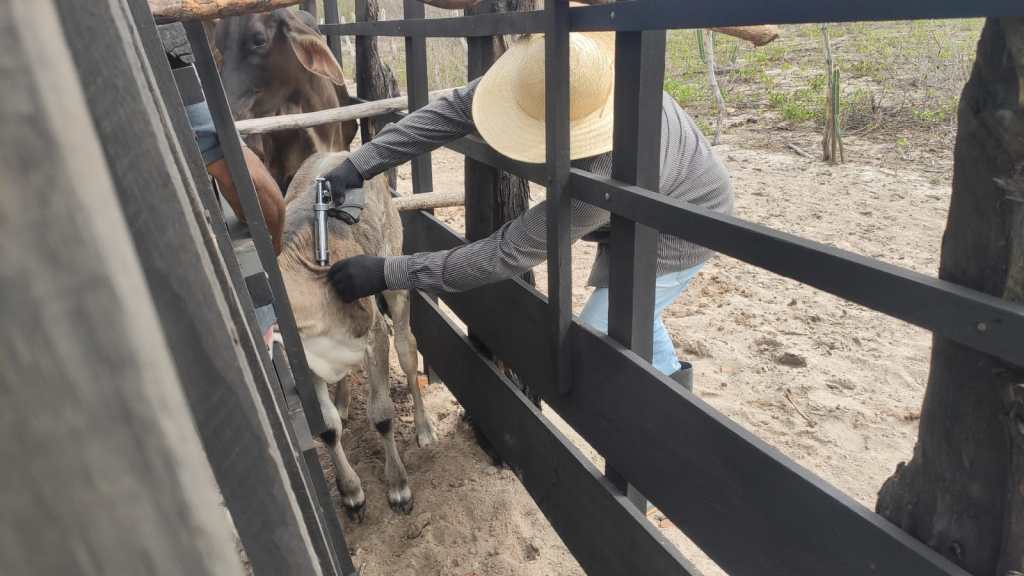 Campanha de vacinação contra febre aftosa começa neste domingo  (1°) no Rio Grande do&nbsp;Norte