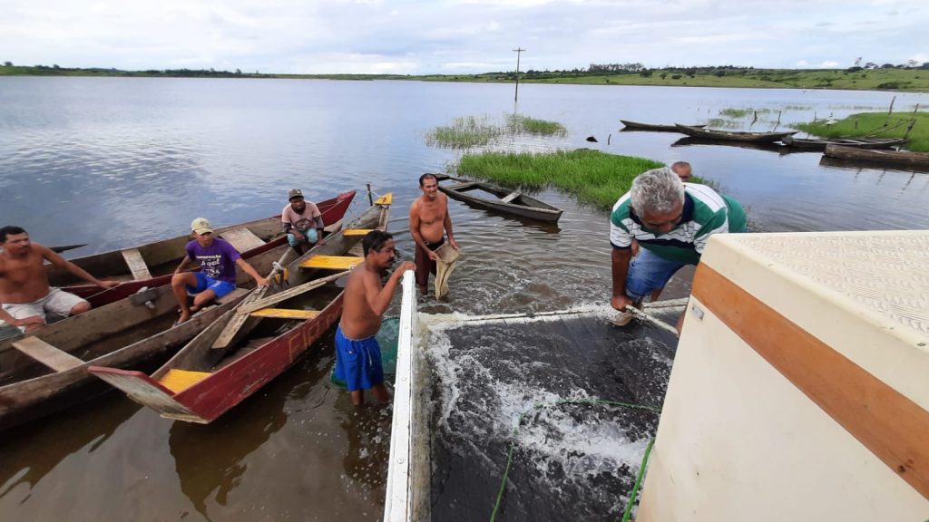 Secretaria de Agricultura e DNOCS introduzem cerca de 100 mil tilápias na Barragem de&nbsp;Tabatinga