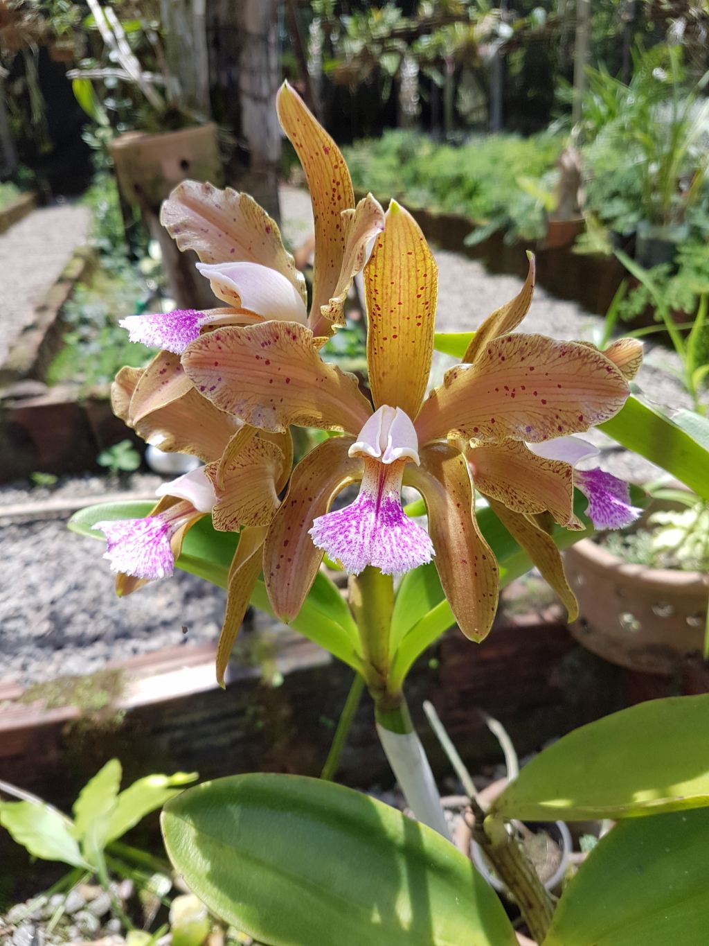 28ª Exposição de Orquídeas do Rio Grande do Norte acontece entre os dias 2 e 4 de setembro; entrada&nbsp;gratuita