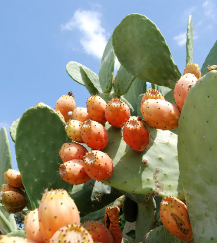 Pesquisa potiguar explora potencial de cacto para tratamento contra o diabetes&nbsp;mellitus