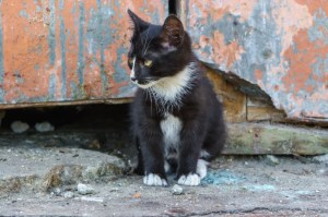 Macaíba é pioneira no RN a ofertar tratamento para esporotricose em gatos e cães; doença também pode afetar&nbsp;humanos
