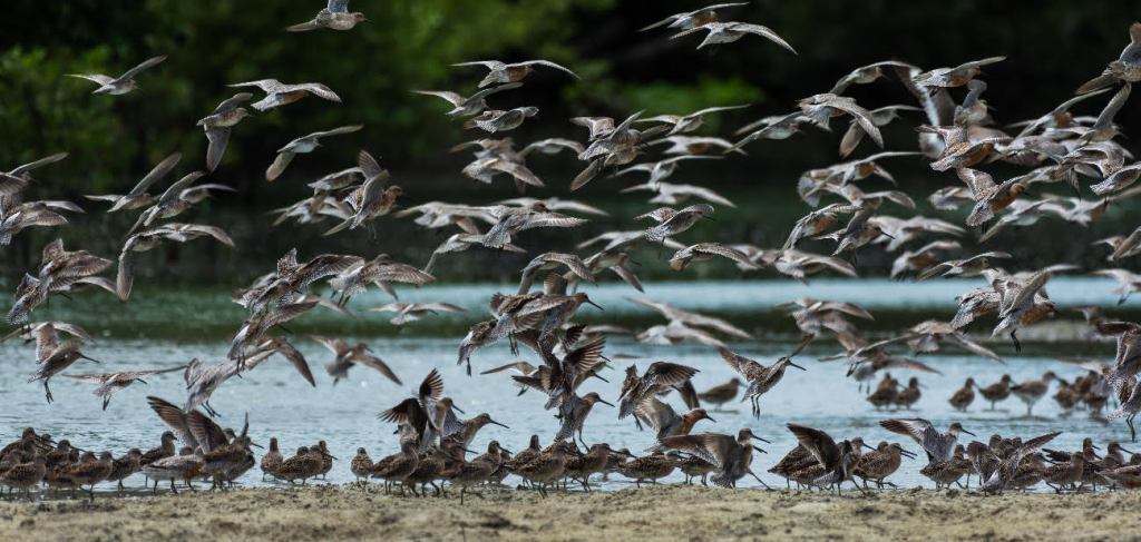 Instituto Neoenergia promove ações de conservação ambiental em Guamaré, Macau e&nbsp;Galinhos